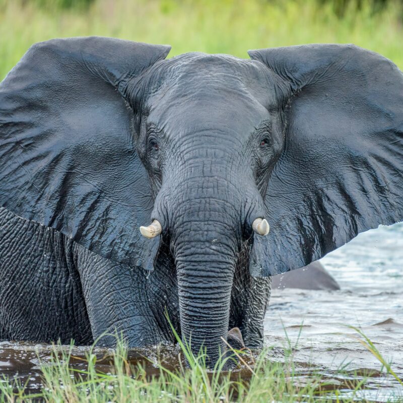 African elephant looking at camera whilst in Chobe River