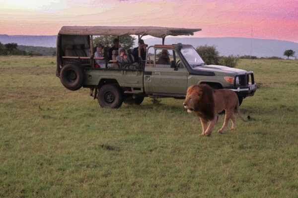 tourists sitting in a safari vehicle while lion walks past