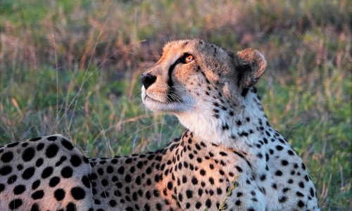 close up of cheetah lying on the grass and looking into the distance
