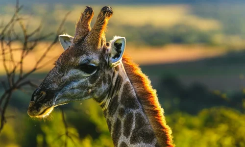Young-giraffe-at-sunset