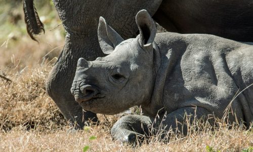 Baby rhino lies next to its mother.