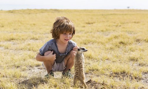 5 year old boy up close and personal with Meerkat, Kalahari Desert, Makgadikgadi Salt Pans, Botswana