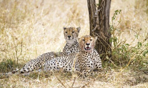 African cheetah looking for enemies at foot of tree in shade, in the savannah, Serengeti, Tanzania