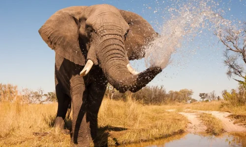 Elephant spraying water from the river