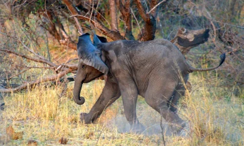 baby elephant running through the grass