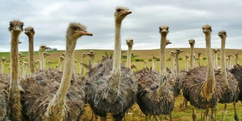 Group of inquisitive ostriches looking at camera with green hills as back drop.