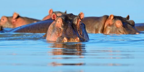 Hippos (Hippopotamus amphibius) in blue water, Kenya, Africa.
