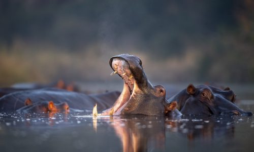 A pod of hippos (Hippopotamus amphibius) rest in a water hole, one yawns and opens its mouth showing its teeth
