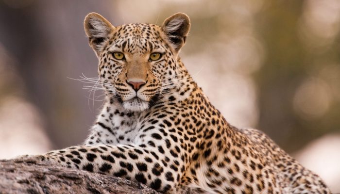 Leopard sitting on tree trunk in Chobe National Park, Botswana
