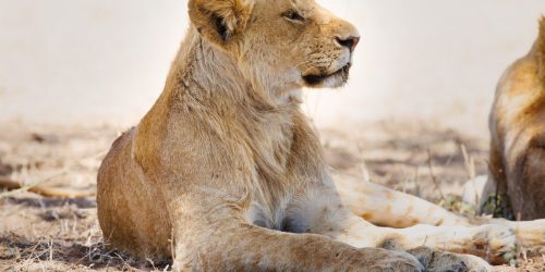 Young lion lying on the floor with head up.