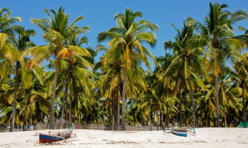 Palm trees and two small fishing boats on Mozambique beach