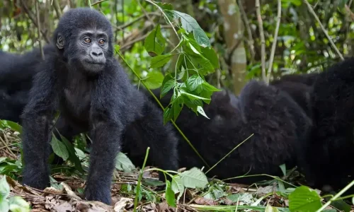 Young gorilla in leafy forest stares into distance.