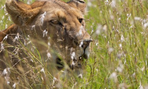 close up of a lionesses face lying down in between the grass