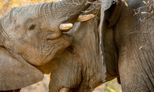 Two bonding Elephants in the Kruger National Park, South Africa