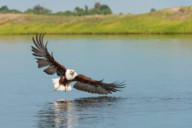 Fish eagle swooping over body of water