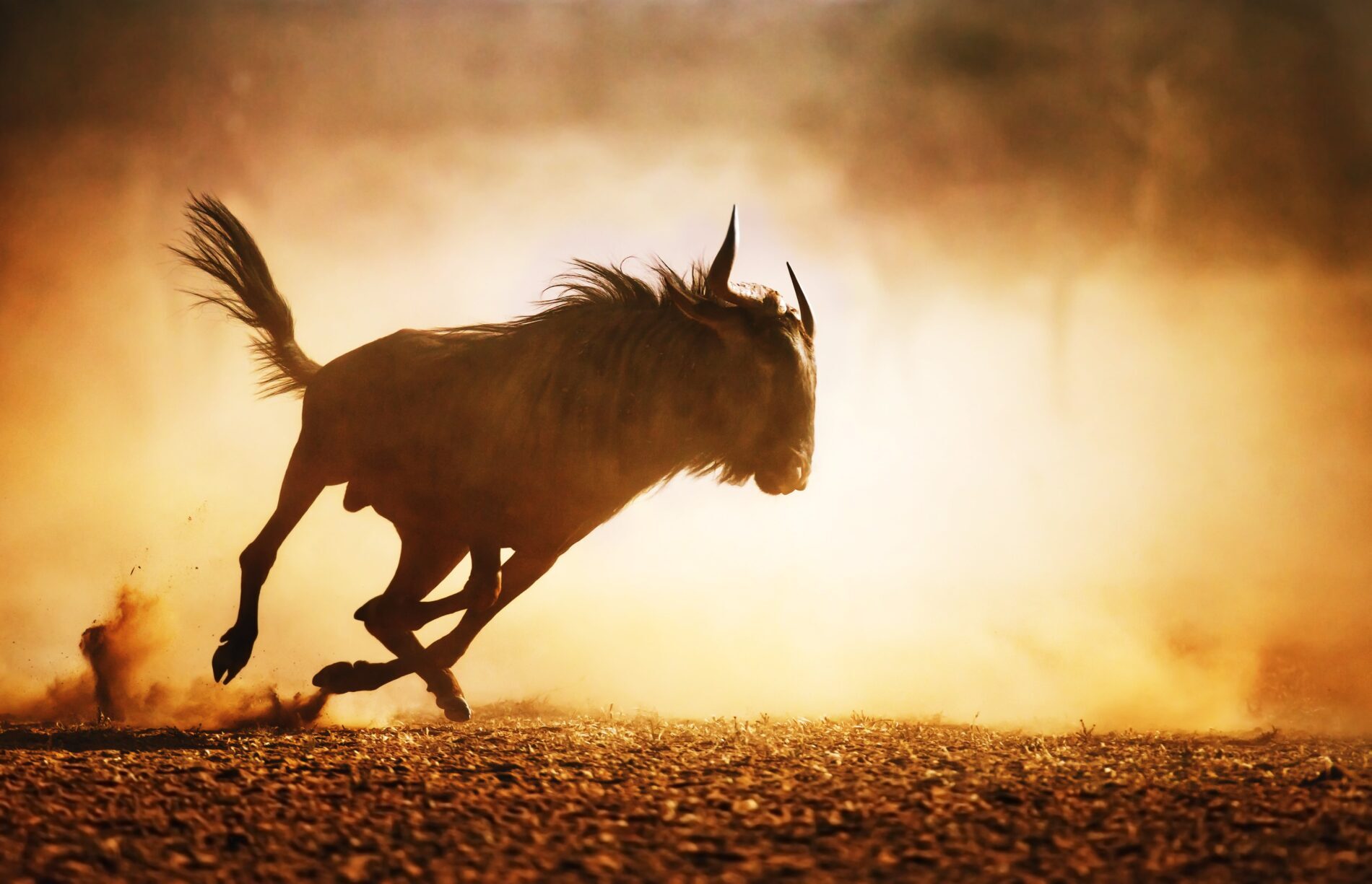wildebeest-running-sunset Wildebeest running in the dust at sunset
