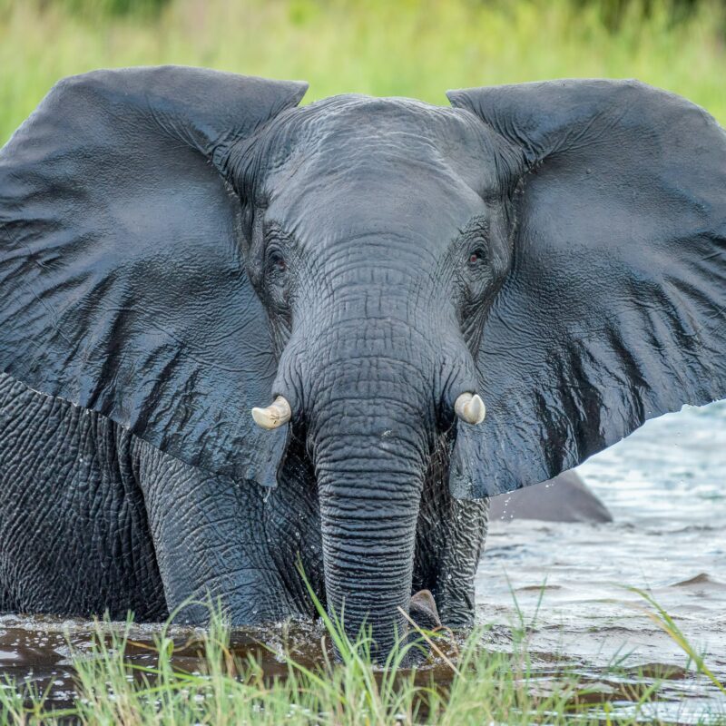 African elephant looking at camera whilst in Chobe River