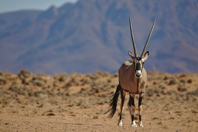 Solo gemsbok looking at camera