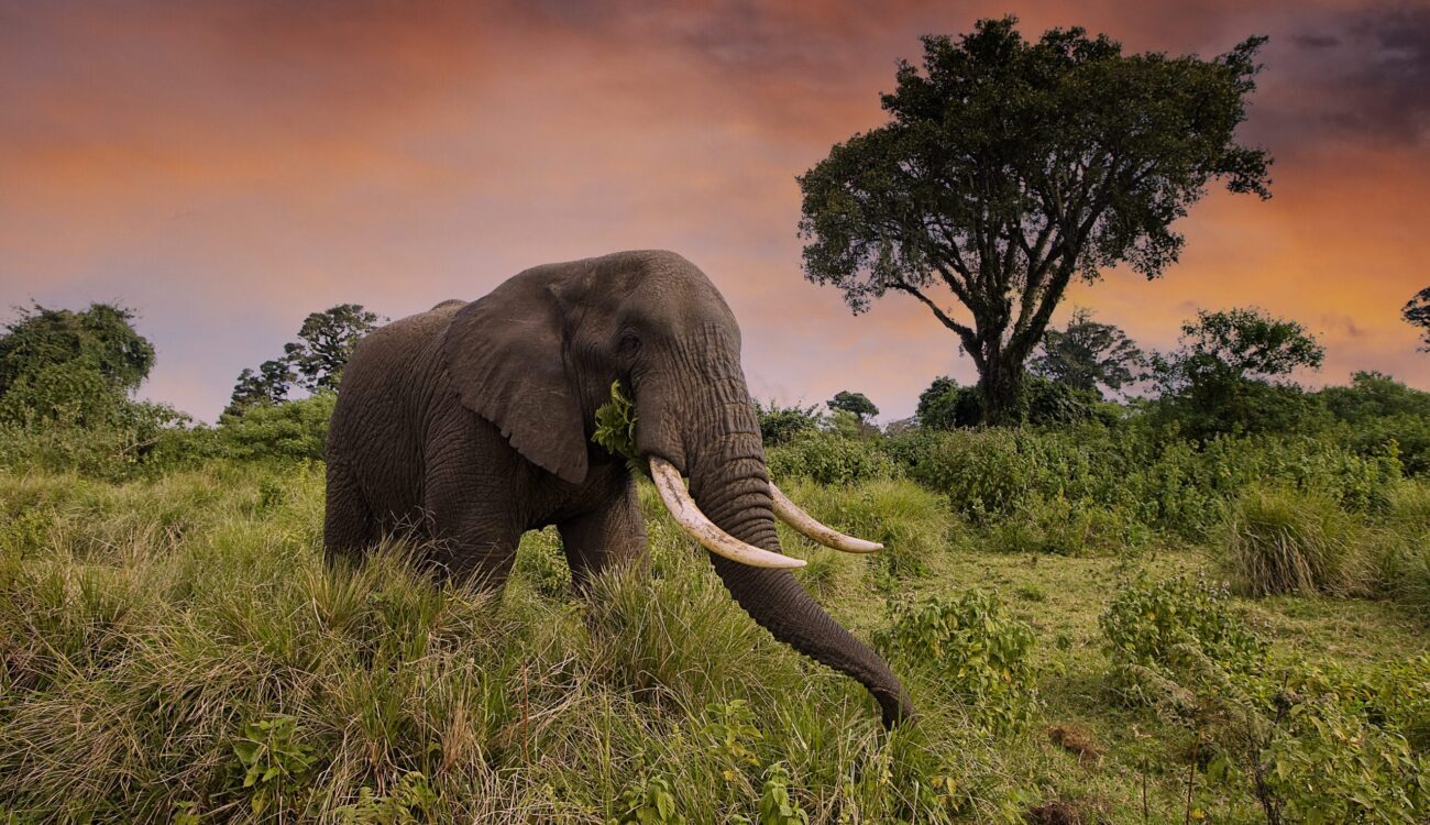 Elephant eats green vegetation at sunset with pink purple skies in background