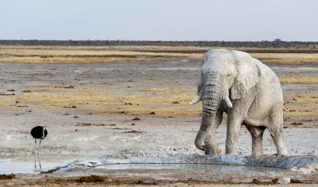 Single elephant covered in grey mud drinks at a waterhole in Etosha