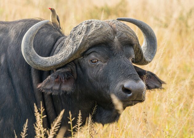 close up of a buffalos face with a bird sitting on its shoulder