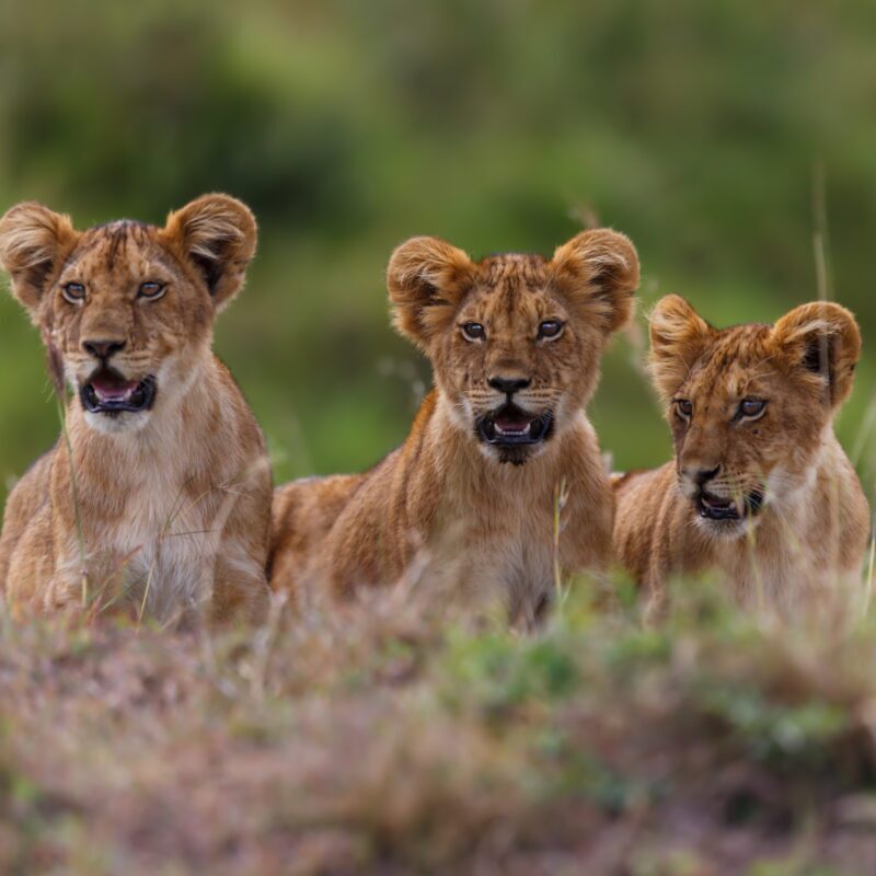Close up of three lion cubs lying on the grass.