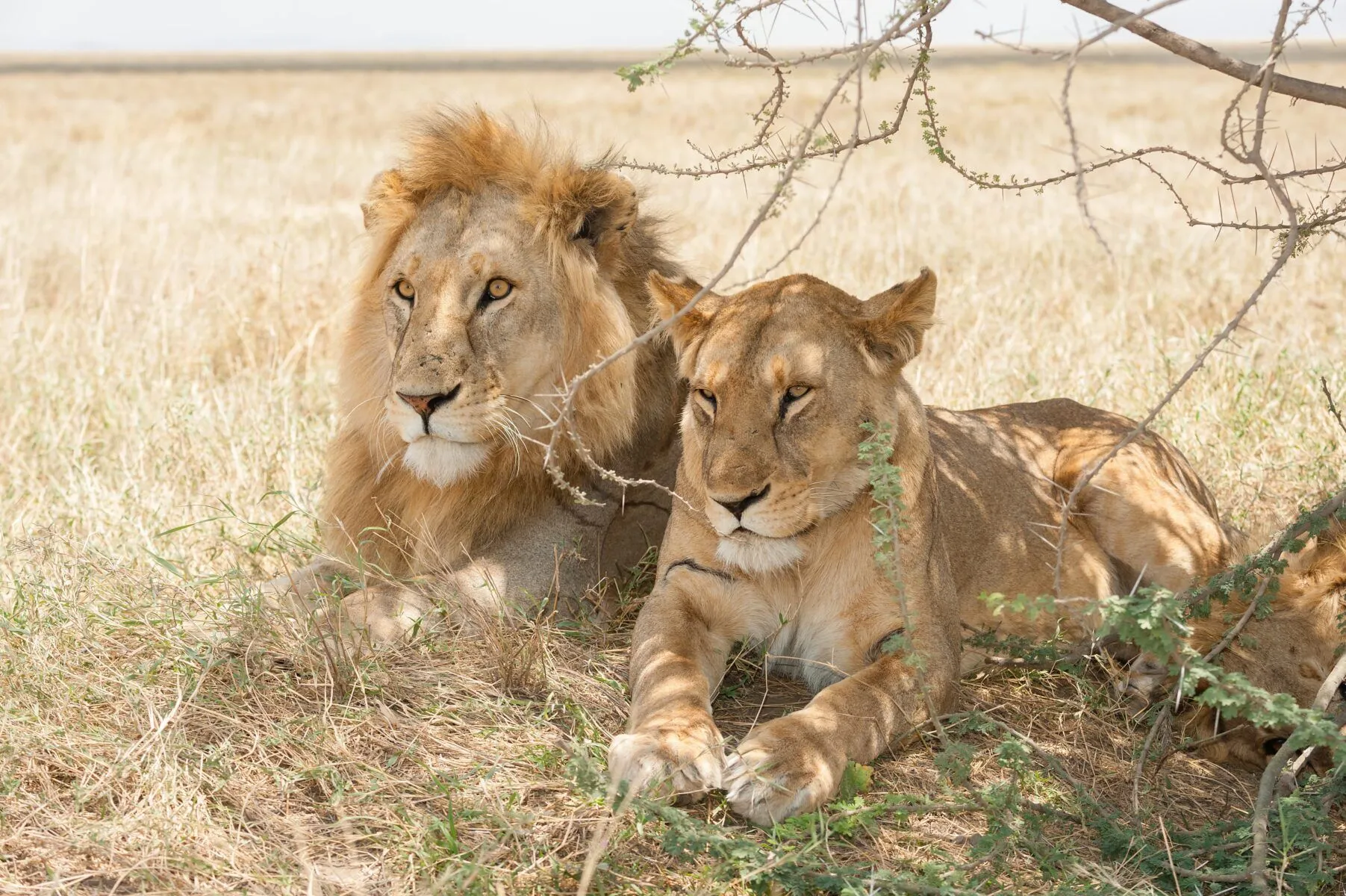African lions male & female lying in the shade of a tree