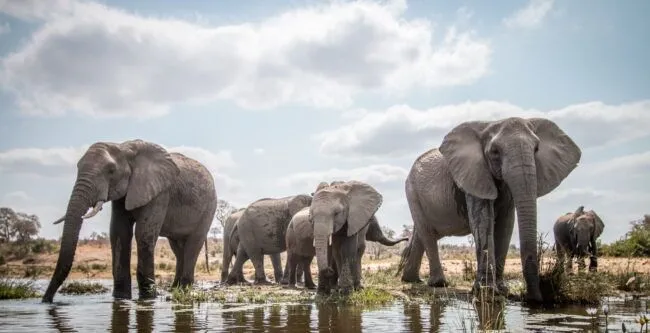 Family of Elephants drink at waterhole.