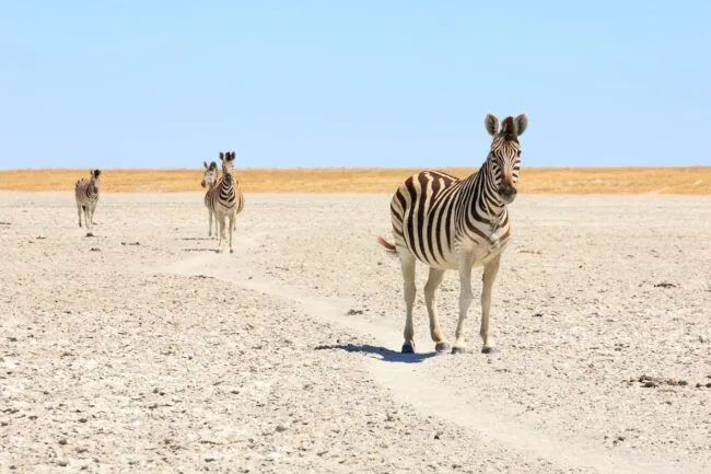 Zebras in the dry & dusty pans of Etosha