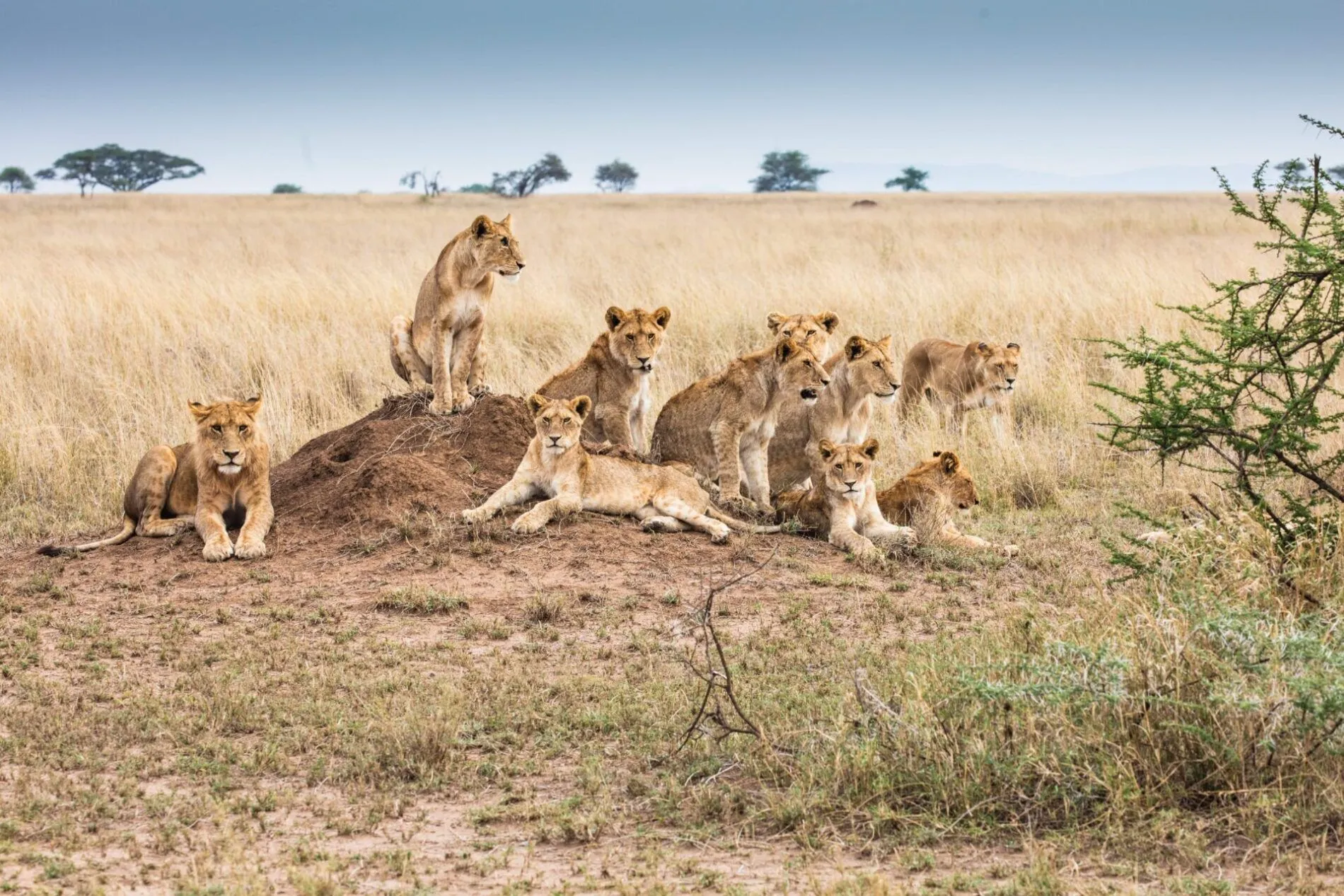 Pride of lions laying over den in grasslands