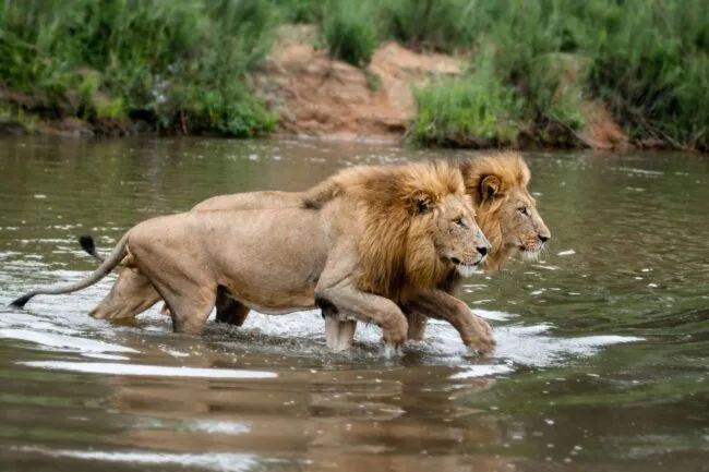 Two male lions, Panthera leo, walk across a shallow river simultaneously