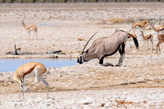 Gemsbok kneeling for a drink in dry Etosha pan with springboks