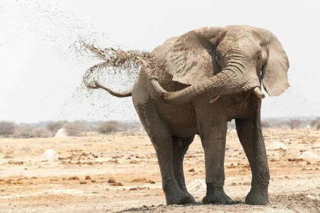 Elephant cooling itself down with muddy water with trunk in dry Botswana terrain