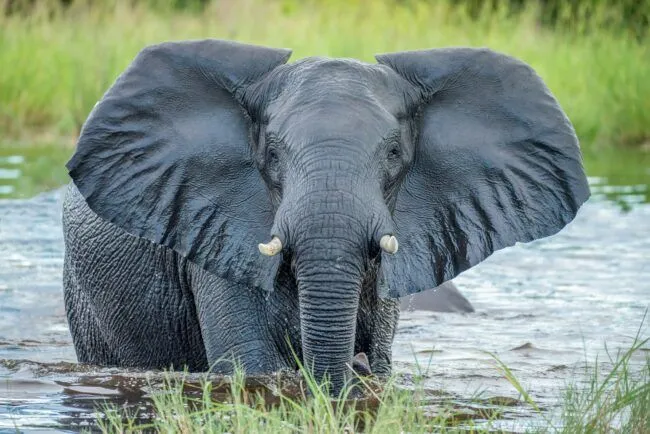 African elephant looking at camera whilst in Chobe River