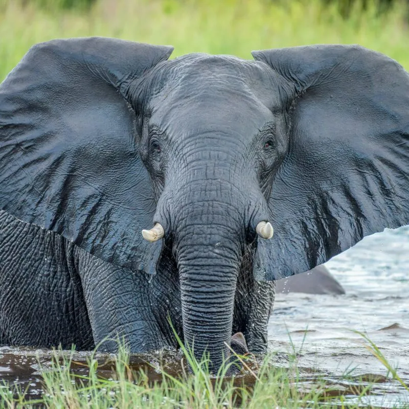 African elephant looking at camera whilst in Chobe River