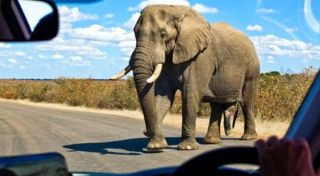 Huge male elephant crossing road at Addo Elephant National Park