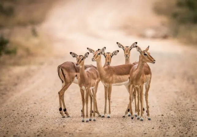 Impalas on dirt road