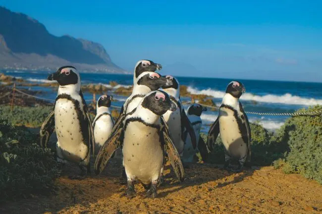 Penguin colony of Bettys Bay