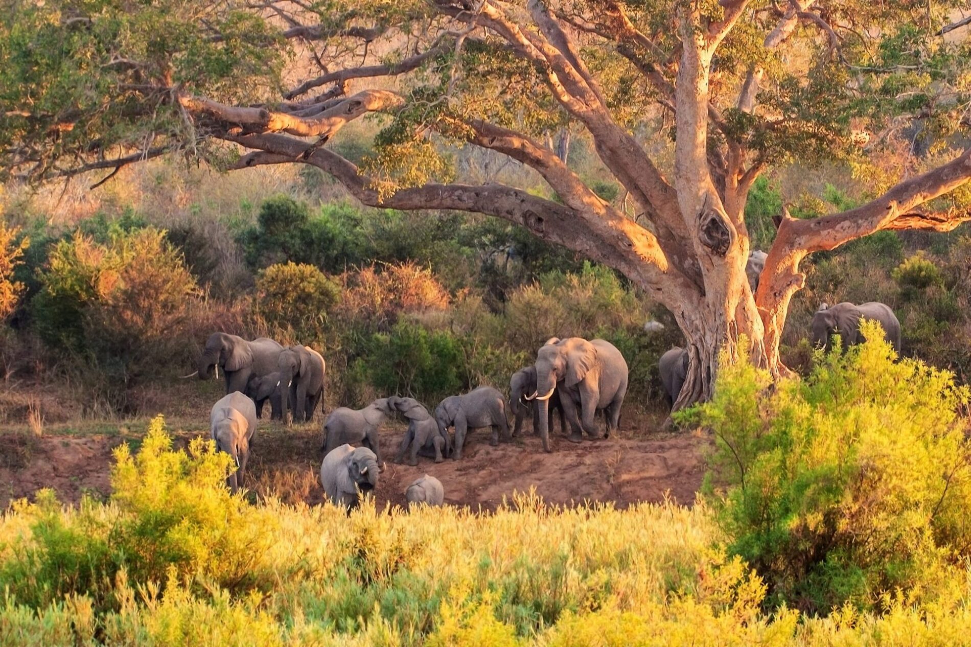 Herd of elephants under massive tree and young playing
