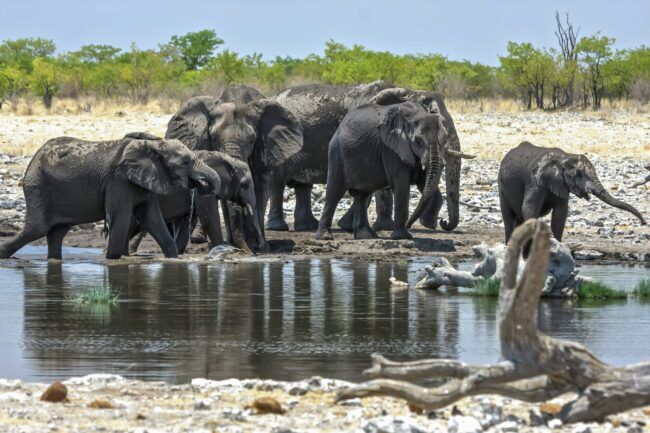 Elephants cooling down by waterhole