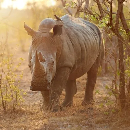 Full length shot of a rhinoceros in the wild with oxpecker on back