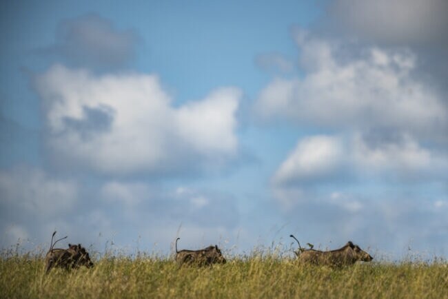 Warthogs (Phacochoerus africanus) at El Karama Ranch, Laikipia County, Kenya