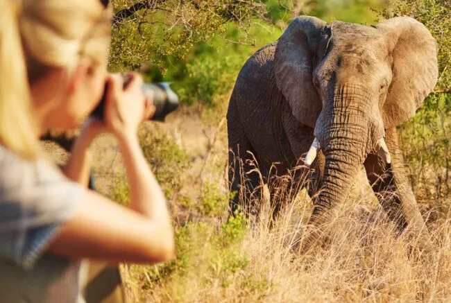 Female tourist taking photographs of elephant while on safari