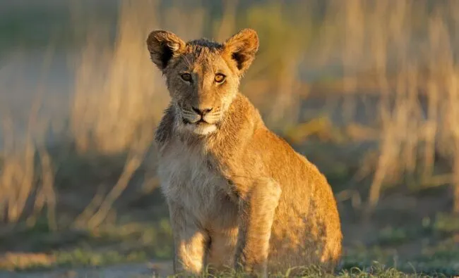 African lion cub (Panthera leo) in late afternoon light, Kruger National Park, South Africa
