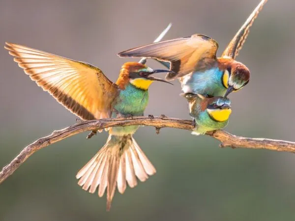 European Bee-Eater (Merops apiaster) fighting in flight over territory on blurred background near breeding colony