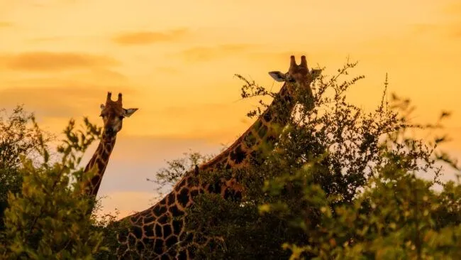Giraffe in the bush of Kruger national park South Africa during sunset