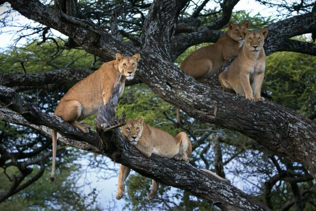 A closeup of Asiatic lionesses sitting on a tree in Tanzania