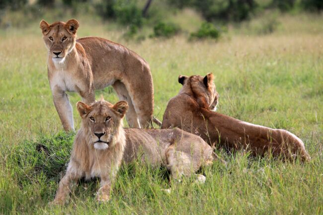 Three young adult lions - Maasai Mara National Park in Kenya, Africa