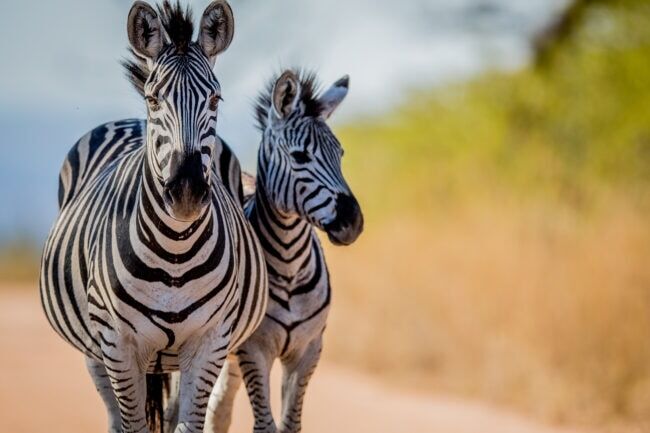 Two Zebras bonding in the Kruger National Park, South Africa
