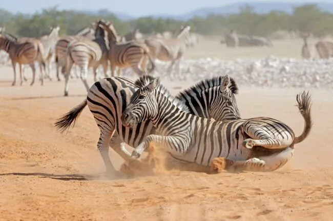 Two plains zebra stallions (Equus burchelli) fighting, Etosha National Park, Namibia